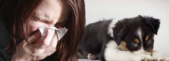 QLD: Can a body corporate be allergic to pets?