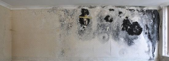 NSW: Who is Responsible for Mould in Strata Living?