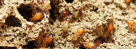 NSW: Q&A Termites and Other Pests in Your Strata Complex - Who is Responsible?