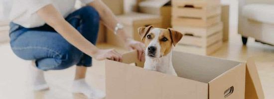 Strata Living and Pet By-Laws - Where Do We Stand Now?